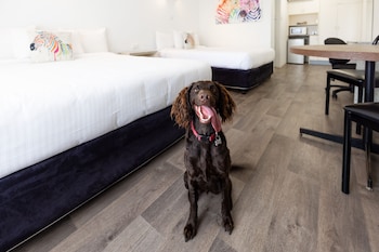 Pet Friendly Deluxe Family Room with Two Queen Beds