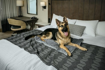 Room, 1 King Bed, Oceanfront (Ada,Pet Friendly)