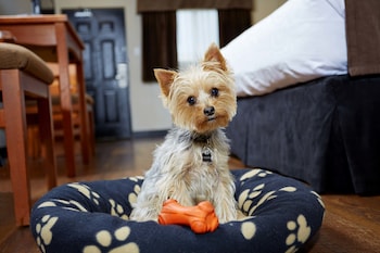 Suite, Multiple Beds, Non Smoking (Pet Friendly)