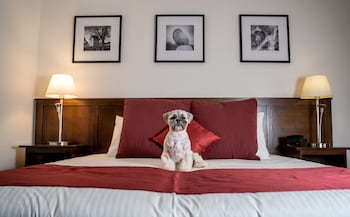 Room, 1 King Bed (Pet)