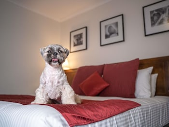 Room, 1 King Bed (Pet)